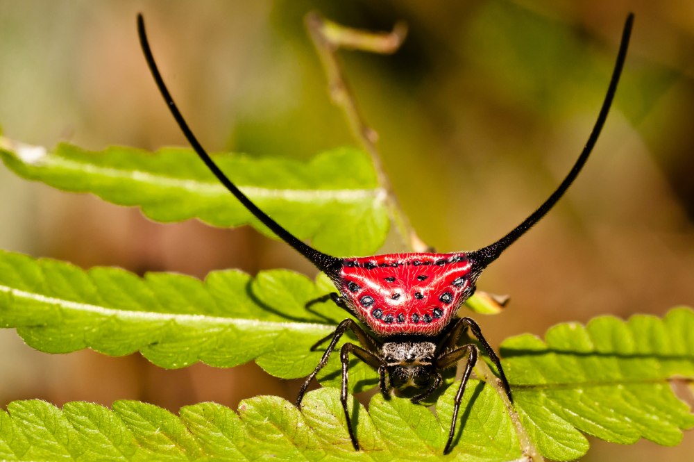 Gasteracantha hasselti