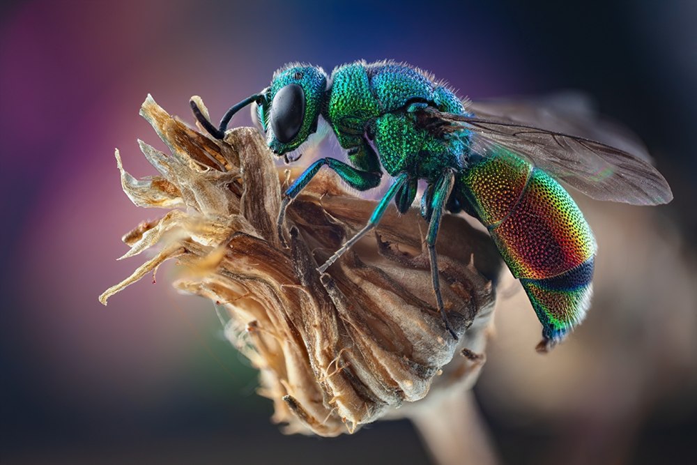 Stilbum cyanurum