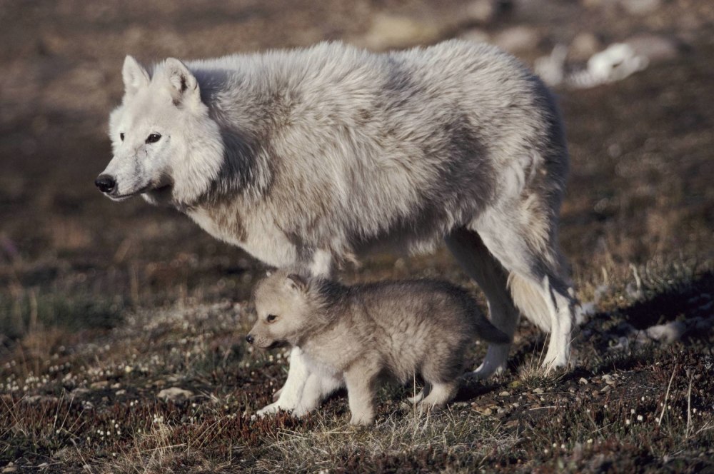 Животные рода волки