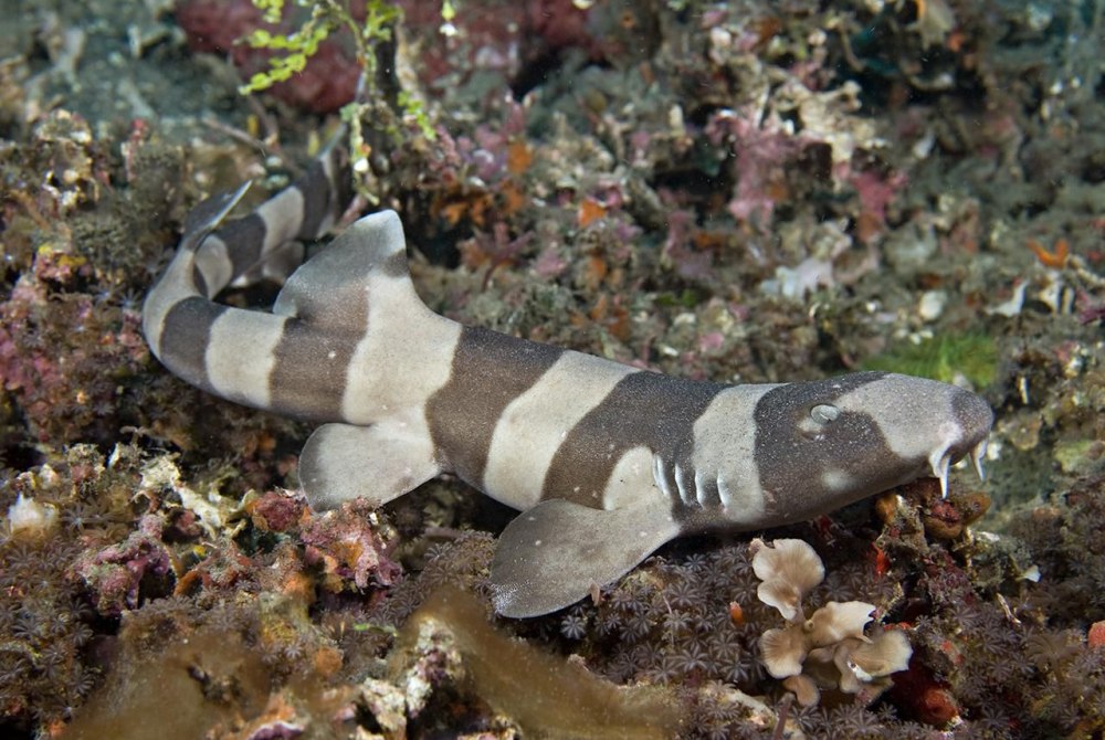 Chiloscyllium punctatum