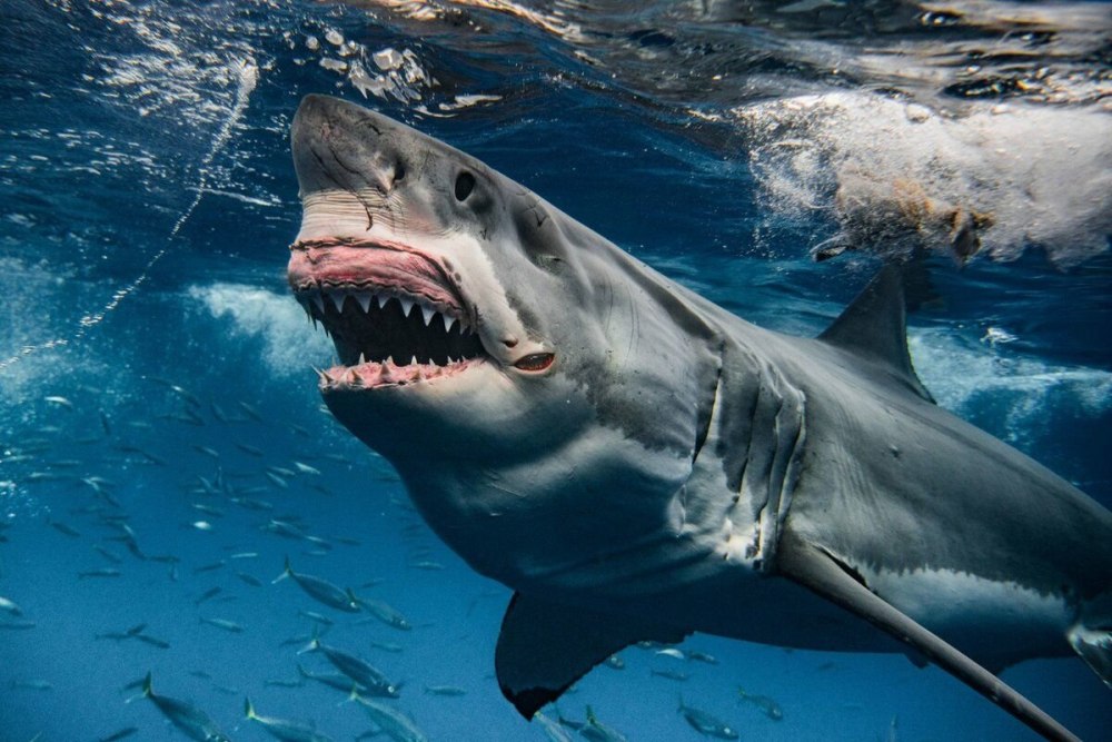 Большая белая акула (great White Shark)