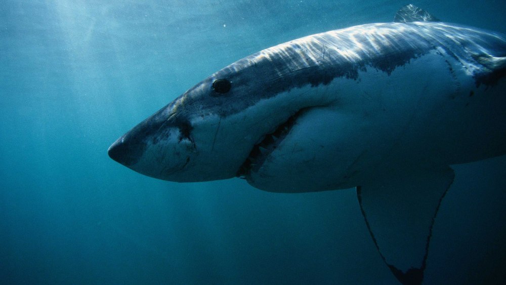 Большая белая акула (great White Shark)