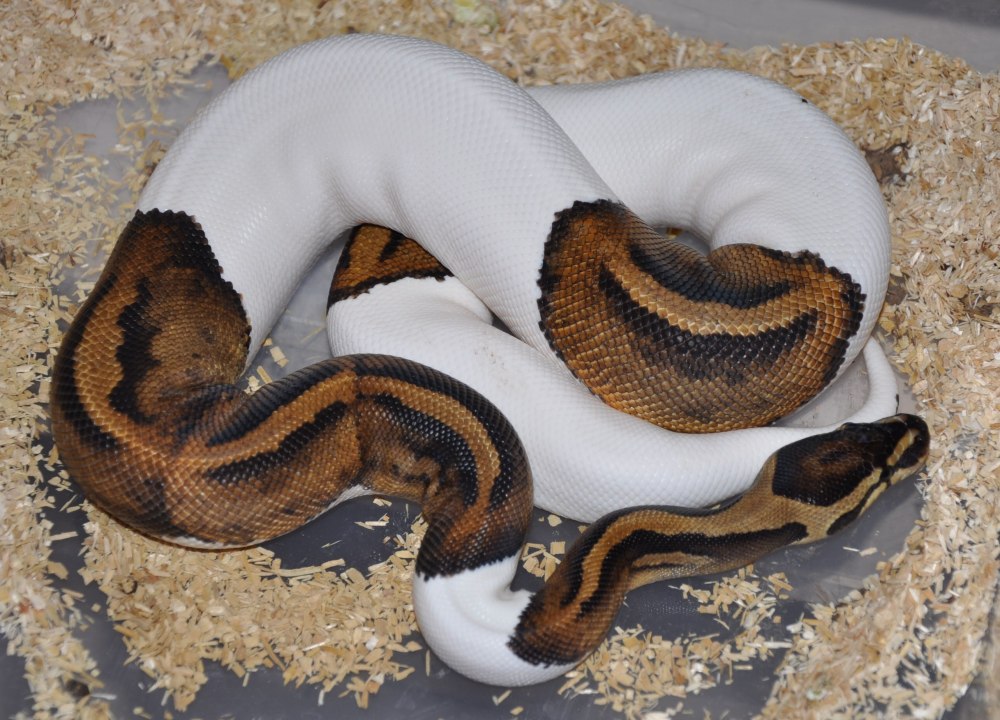 Королевский питон Albino