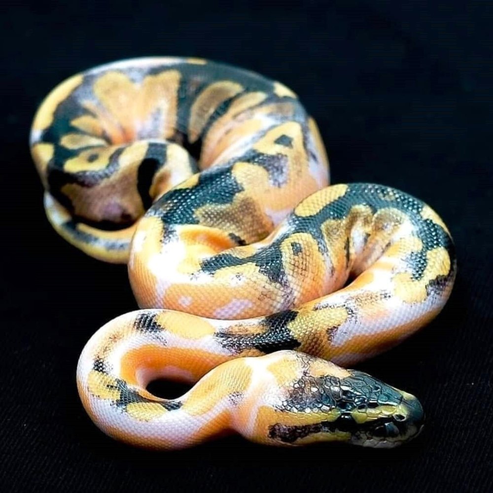 Королевский питон морфы