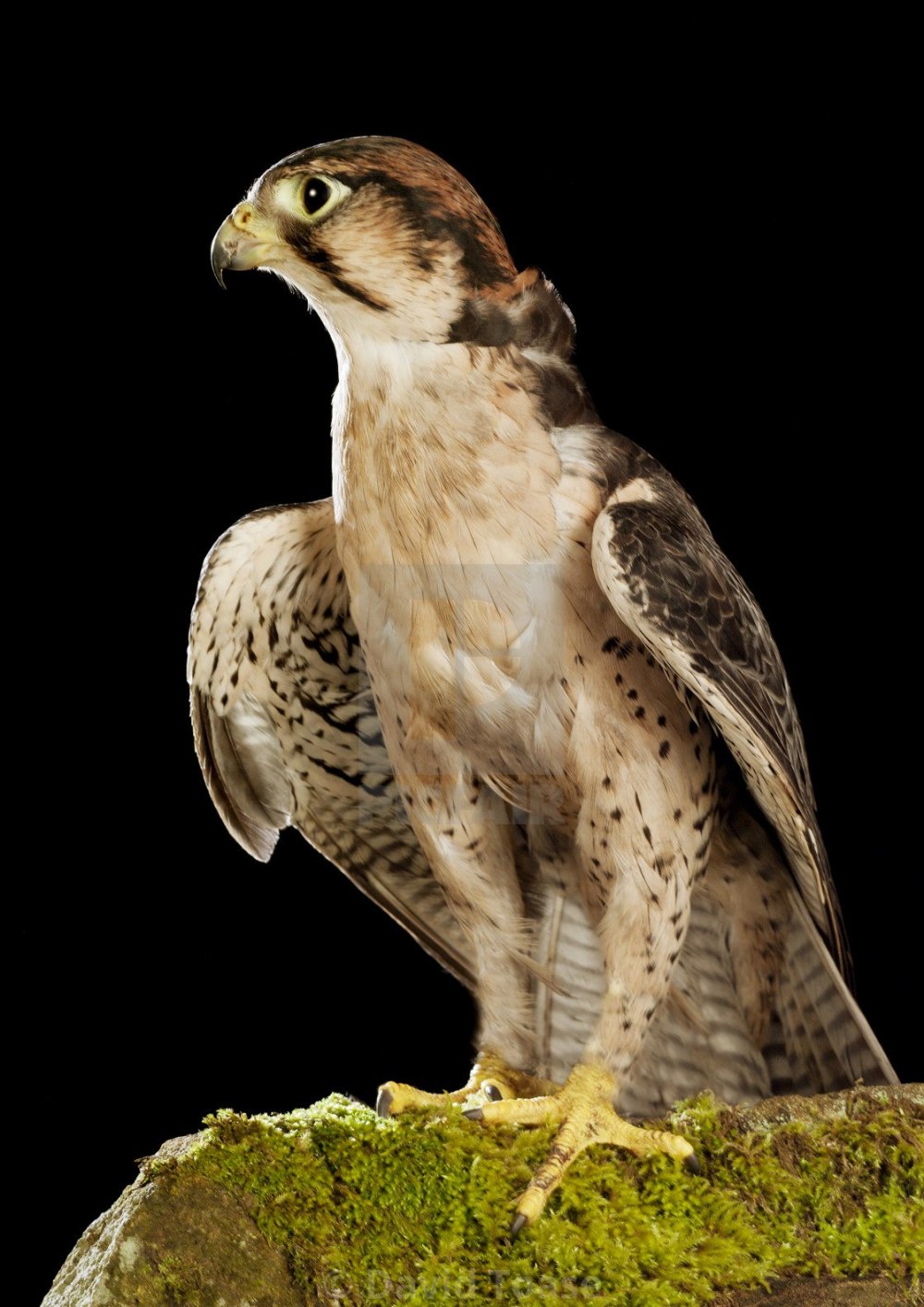 Ланнер (Falco biarmicus)