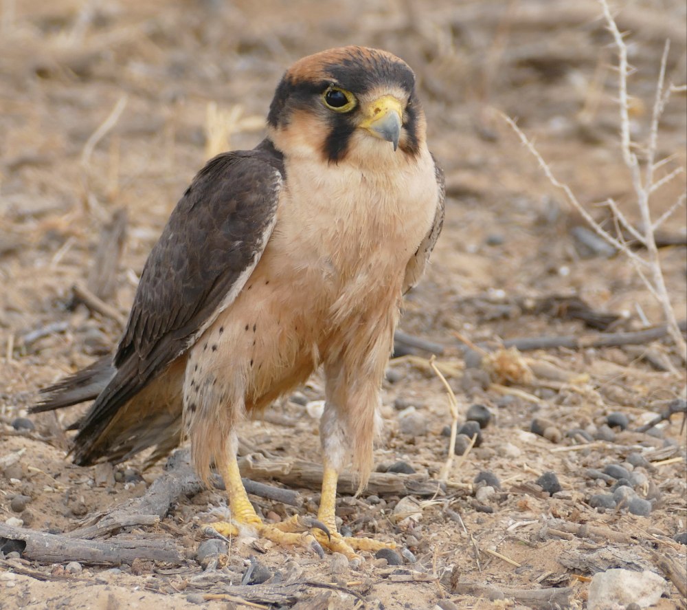 Falco biarmicus