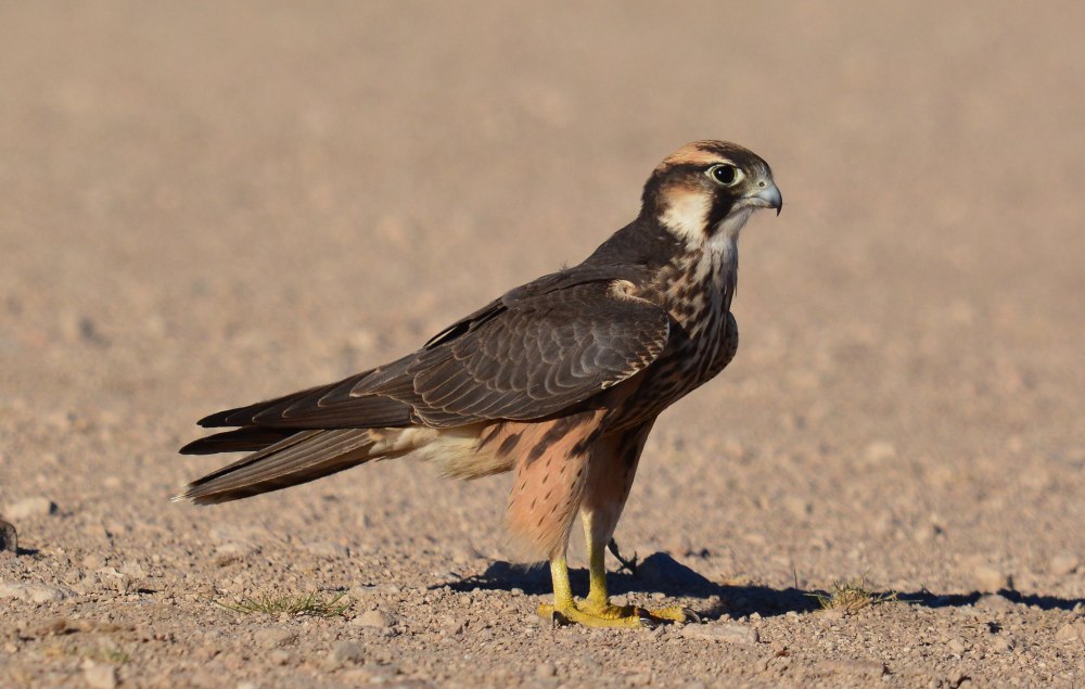 Ланнер (Falco biarmicus)