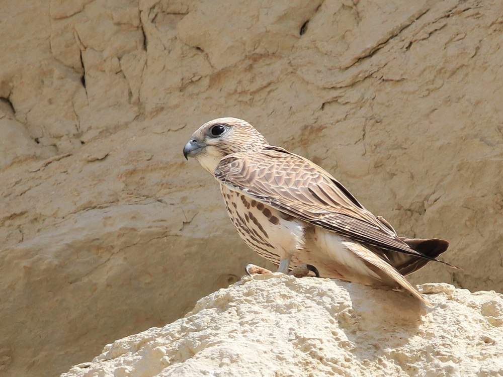Falco cherrug Gray