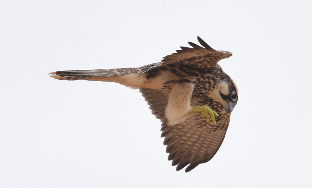 Falco biarmicus