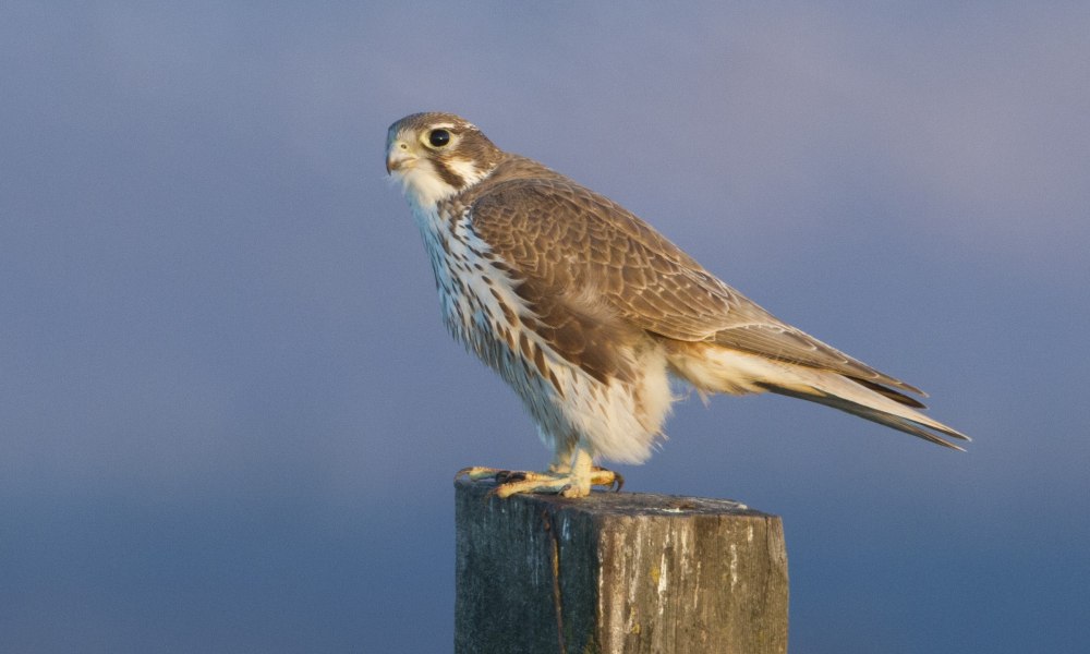 Prairie Falcon