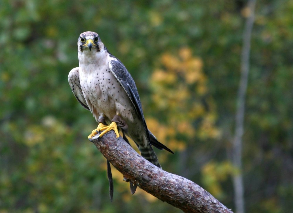Falco biarmicus