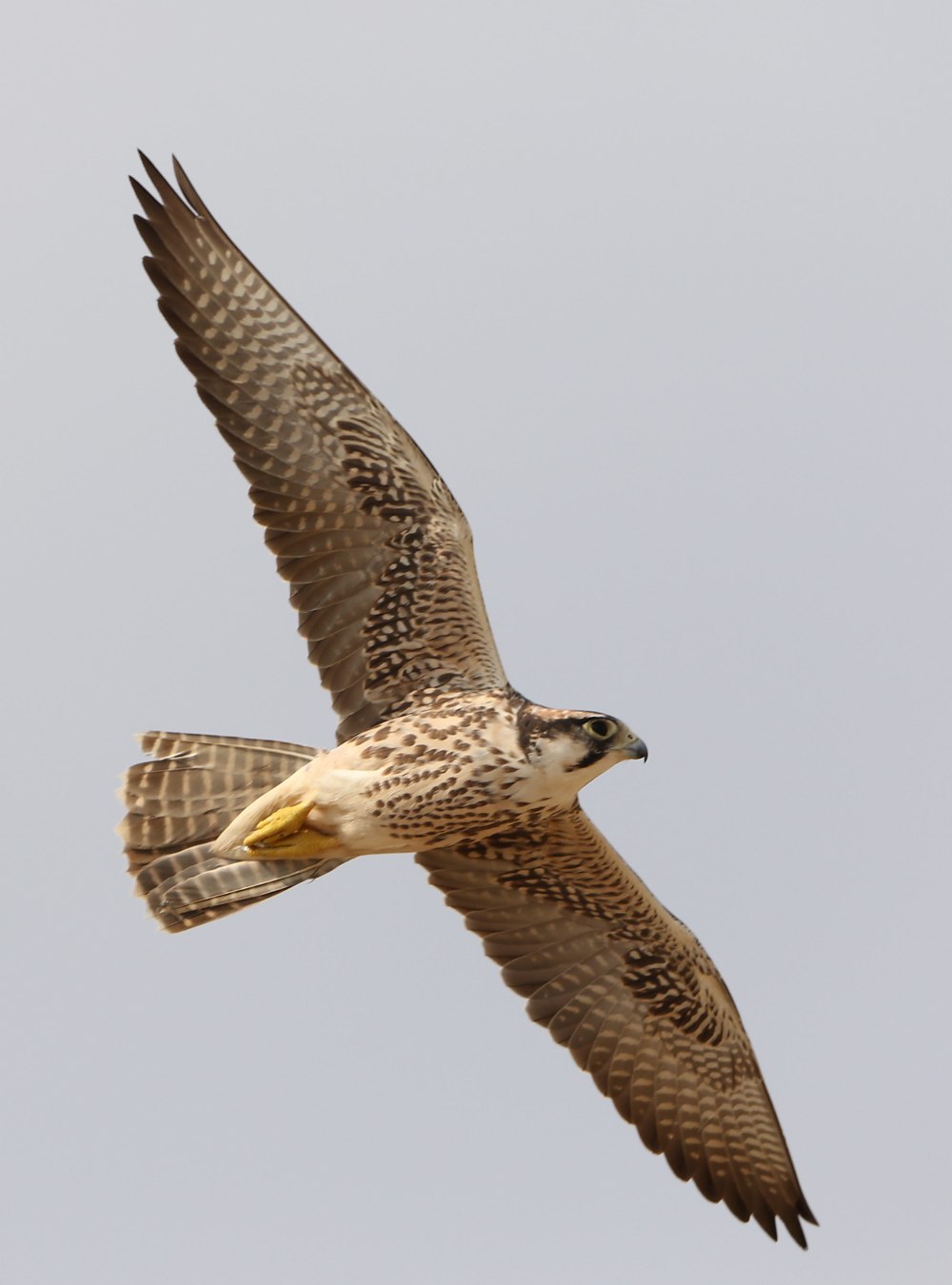 Falco biarmicus