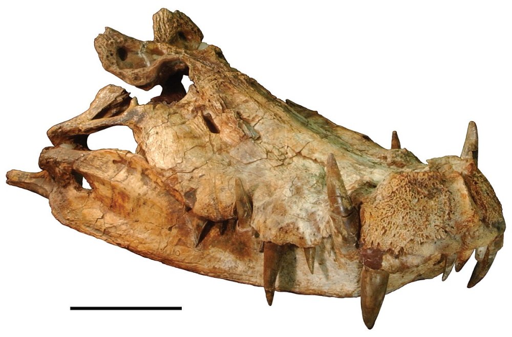 Kaprosuchus saharicus