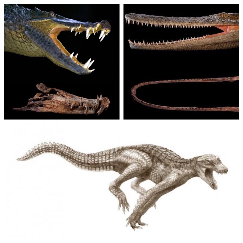 Kaprosuchus saharicus