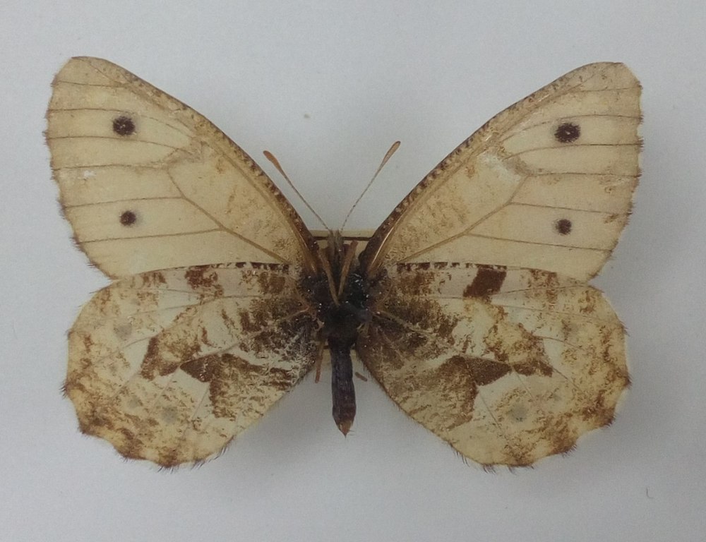 Oeneis norna arethusioides