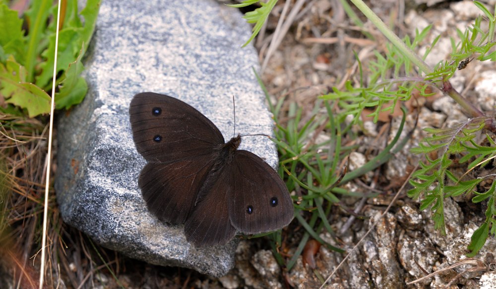 Бабочка minois Dryas
