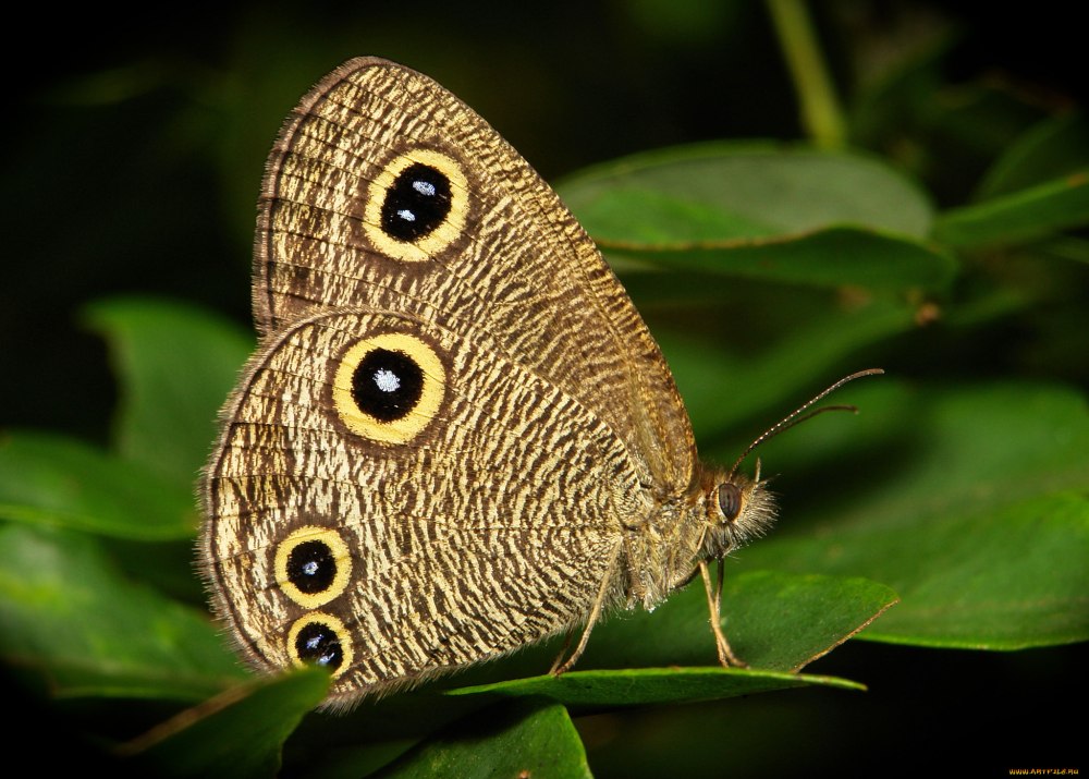 Notocallista multistriata