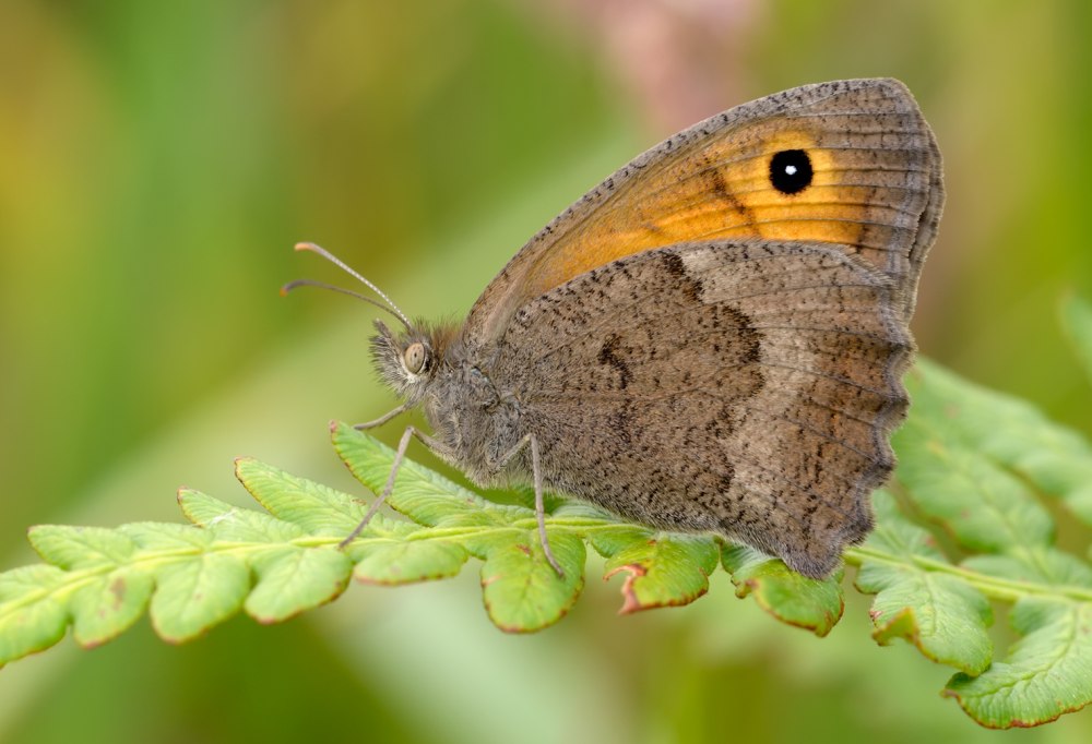 Бархатница Ликаон Hyponephele Lycaon