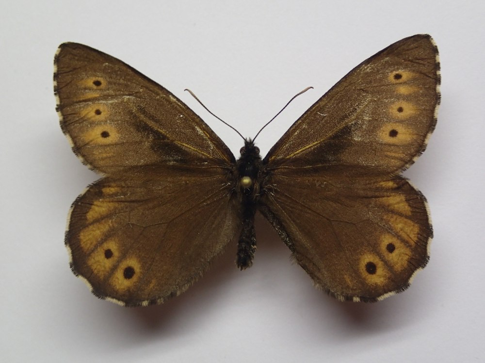 Oeneis agaskyra