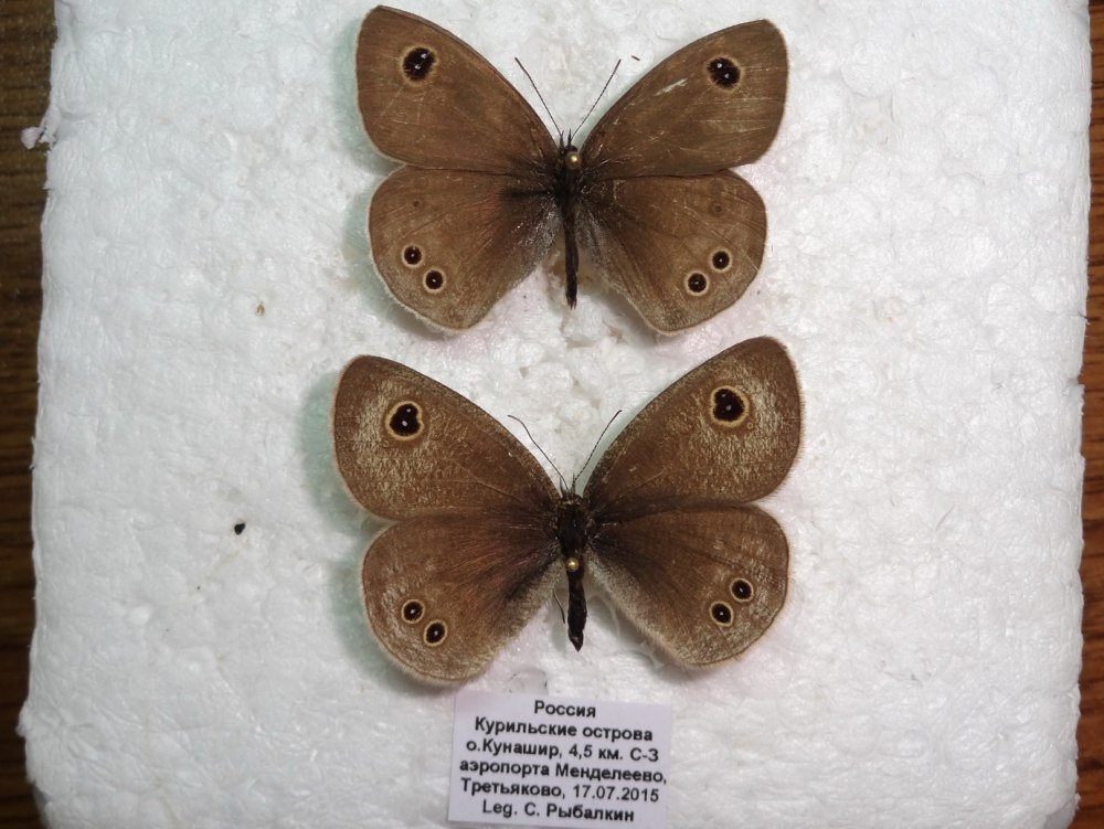 SSP. Acuta Butler, 1881