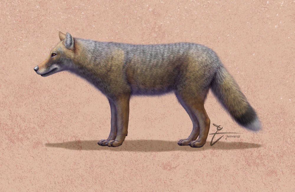 Фолклендская лисица