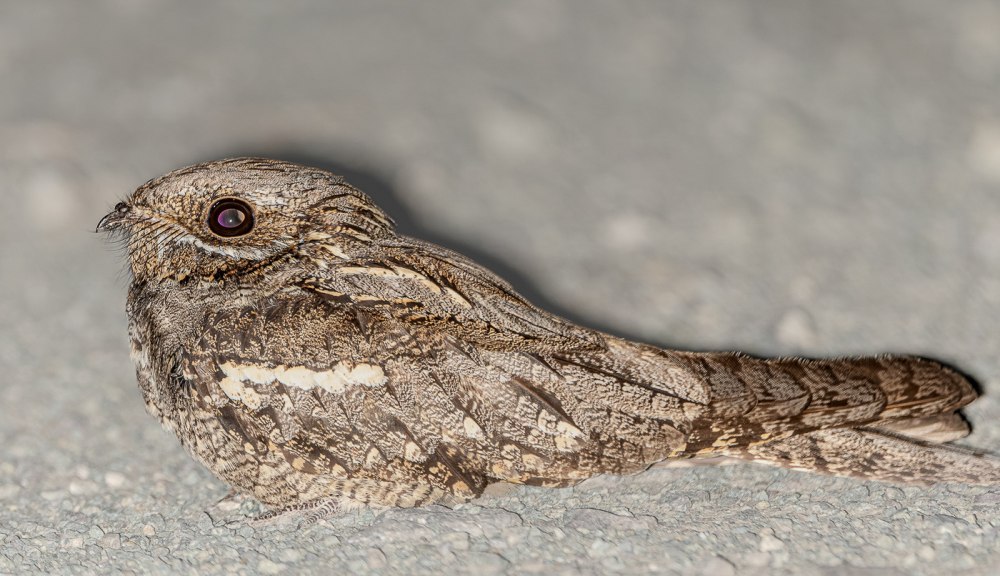 Caprimulgus mahrattensis