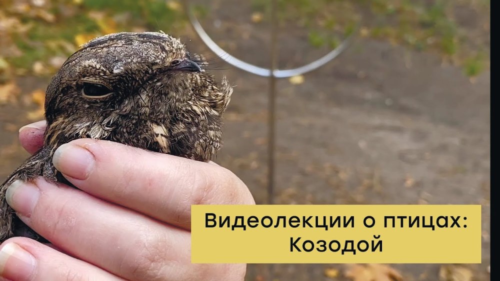 Козодой птица и ее яйца