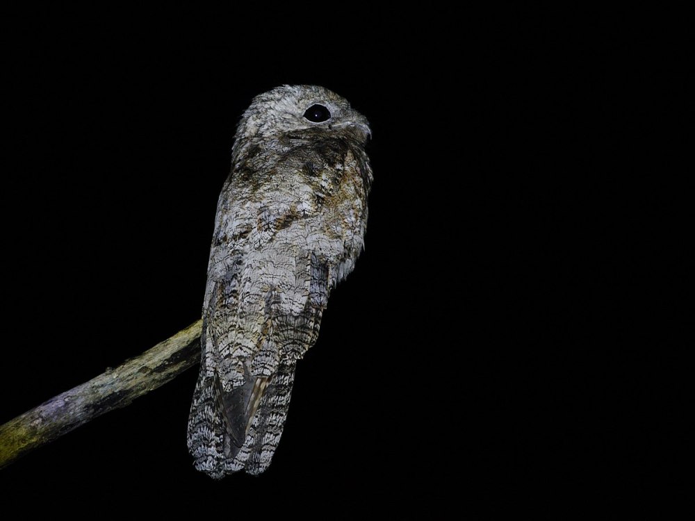 Nyctibius Grandis