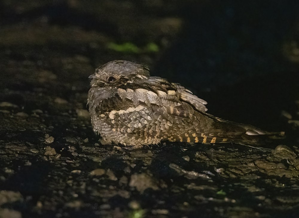 Фото птицы Nightjar
