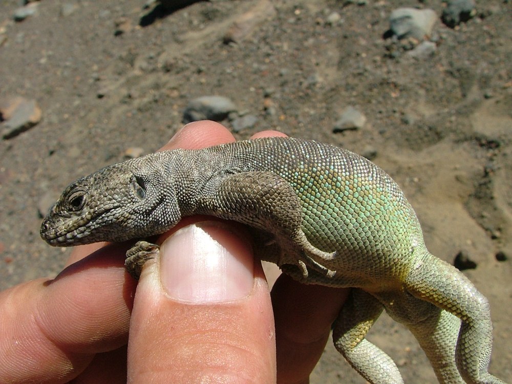 Liolaemus cuyumhue