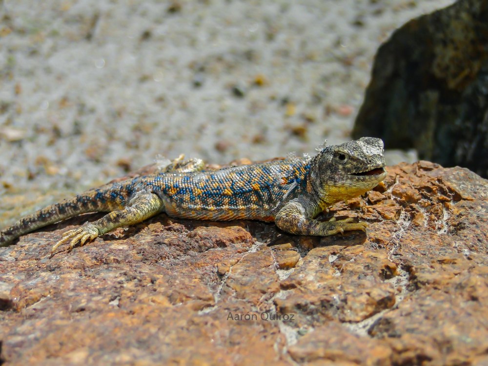 Liolaemus huasicus