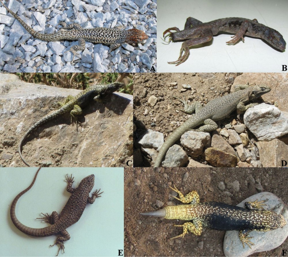 Liolaemus huasicus