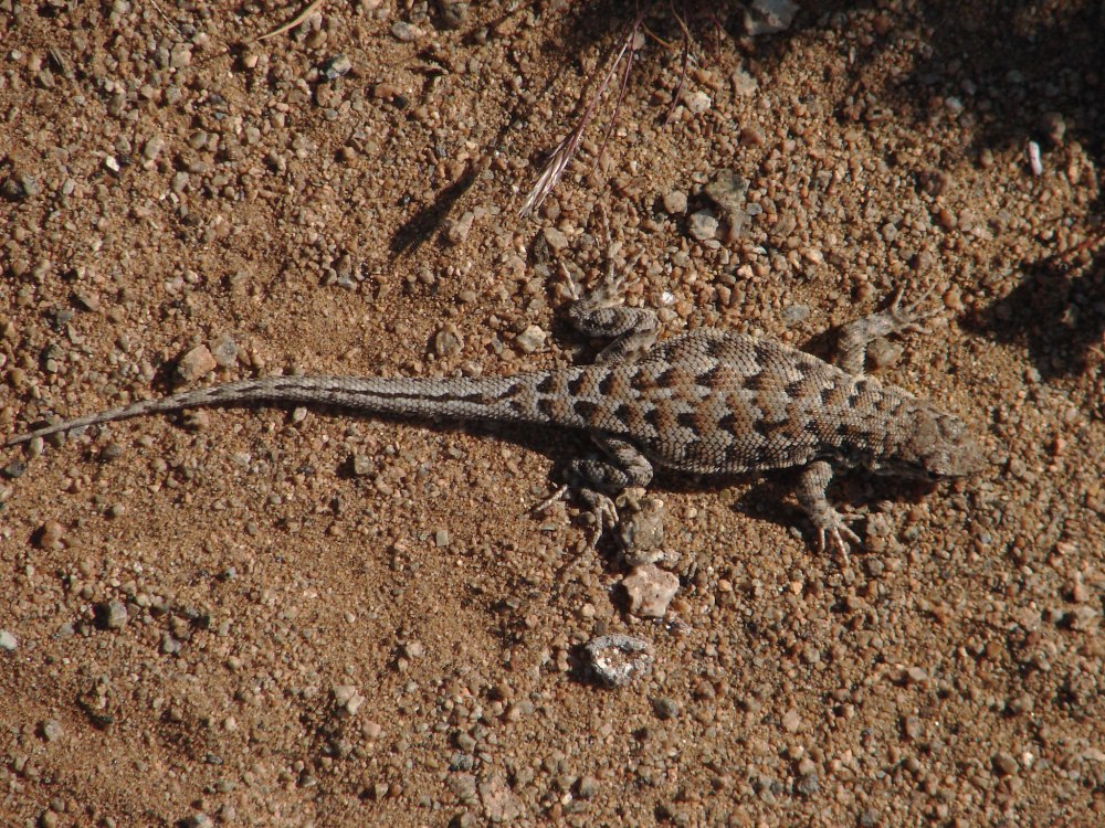 Liolaemus multiformis