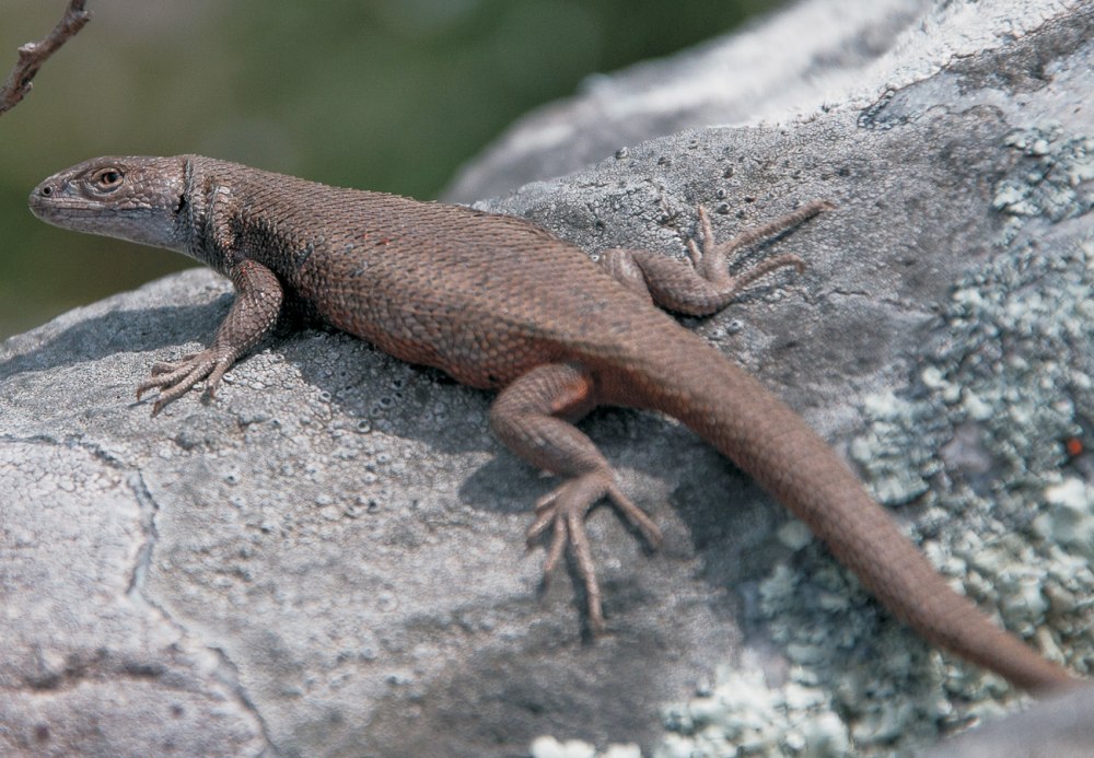 Liolaemus huasicus