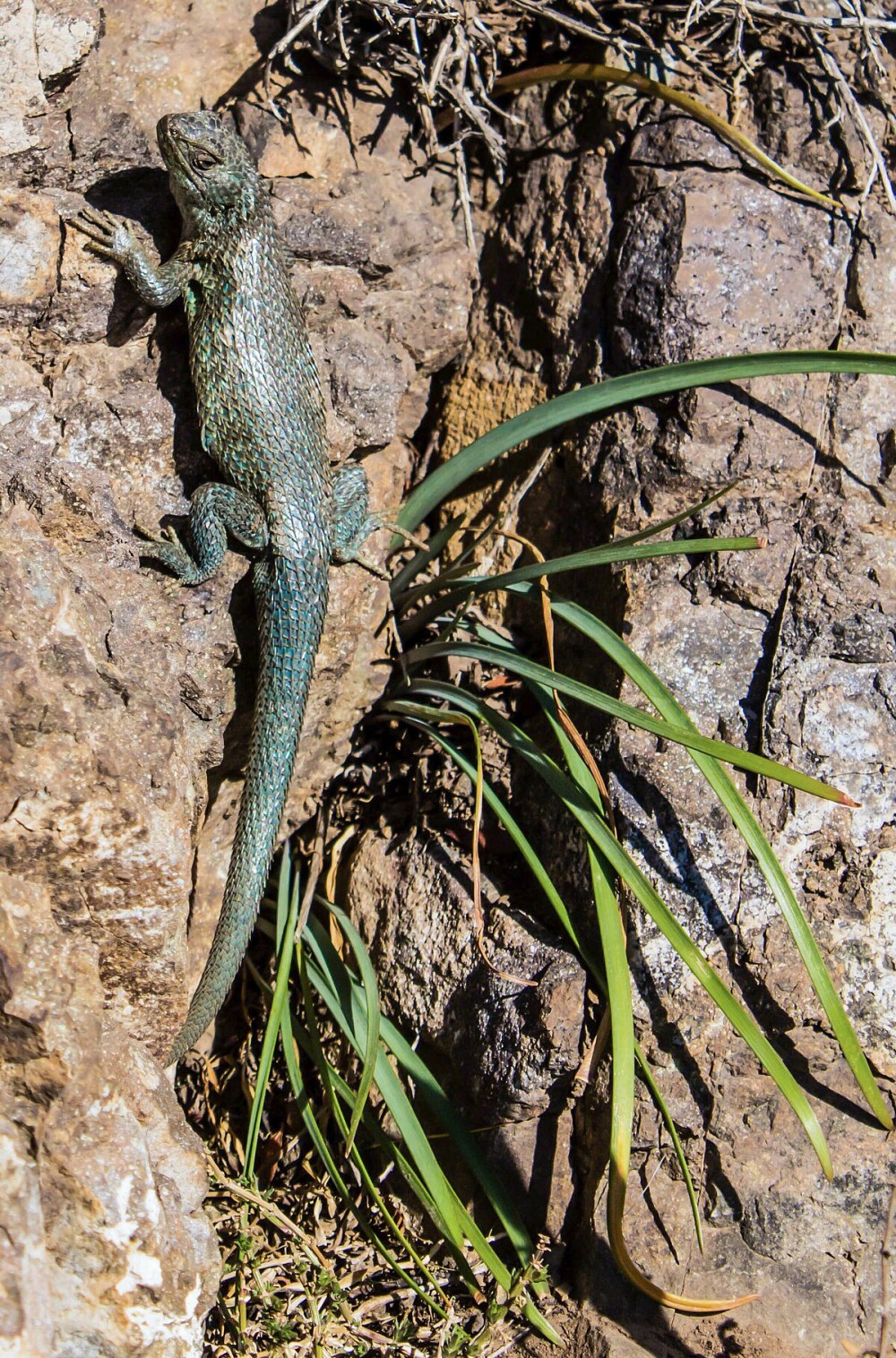Liolaemus