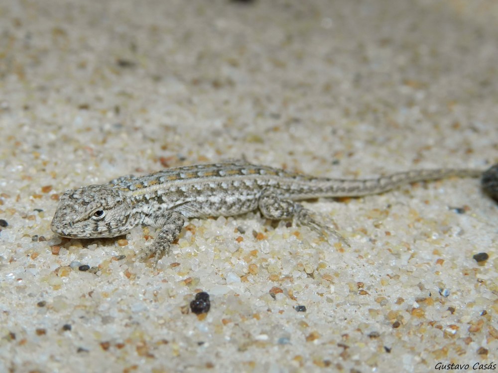 Trogonophis wiegmanni Новорожденные