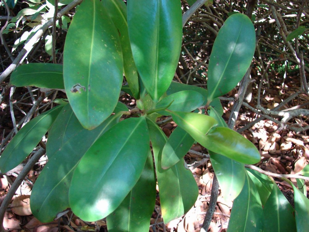 Фикусы Americana subsp. Guianensis