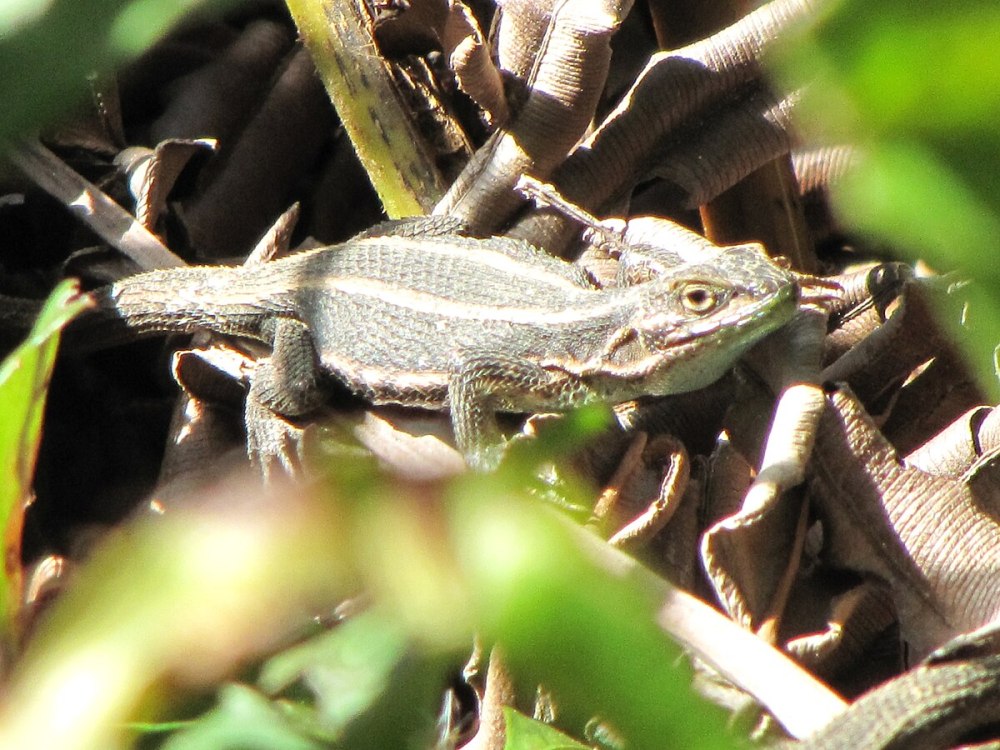 Liolaemus cuyumhue
