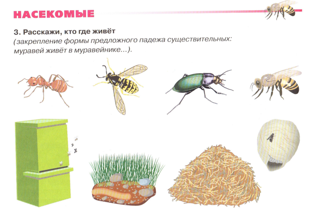 Насекомые дидактический материал