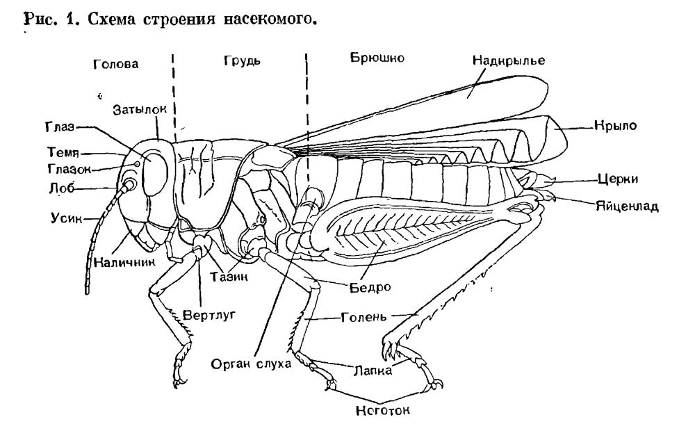 Внешнее строение насекомого схема