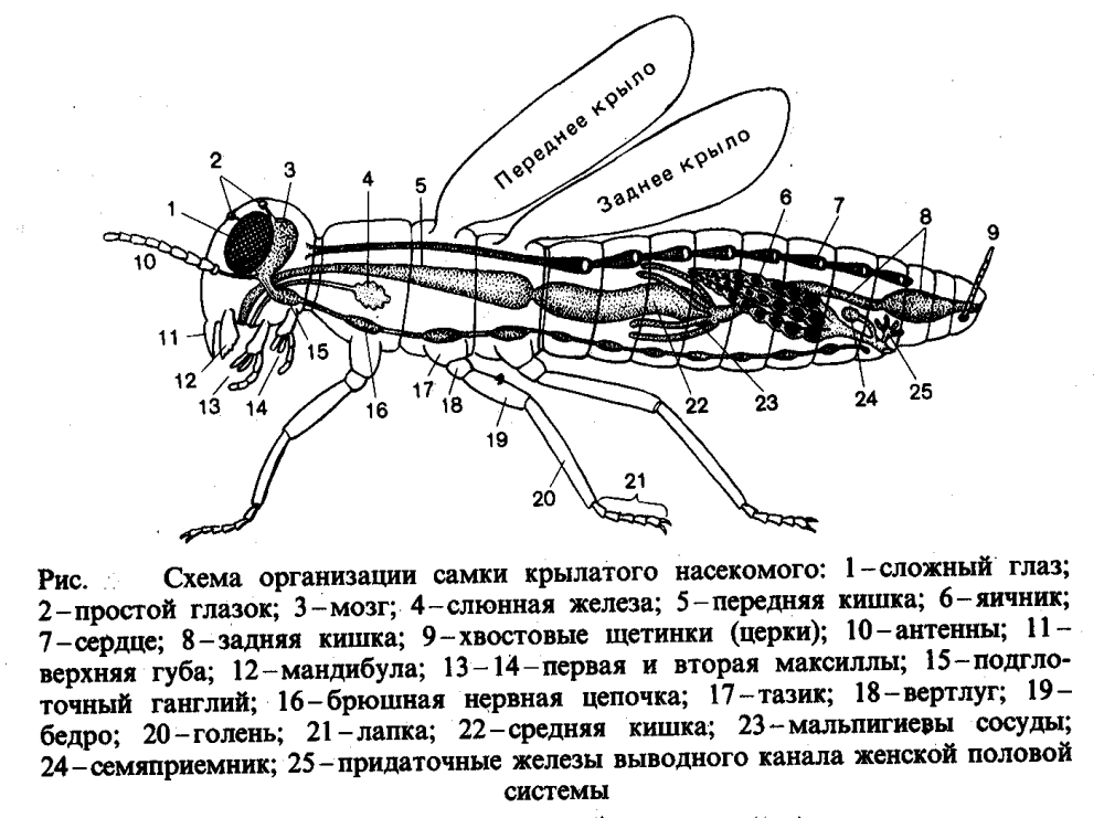 Схема внутреннего строения насекомого