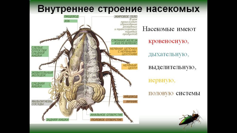 Внутреннее строение черного таракана