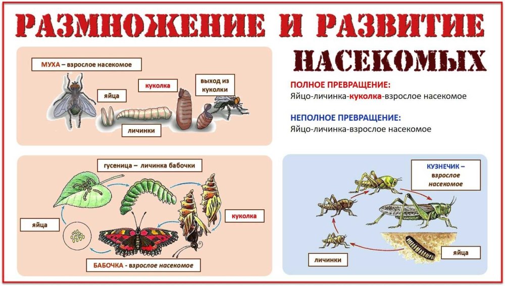 Типы развития насекомых с неполным превращением схема