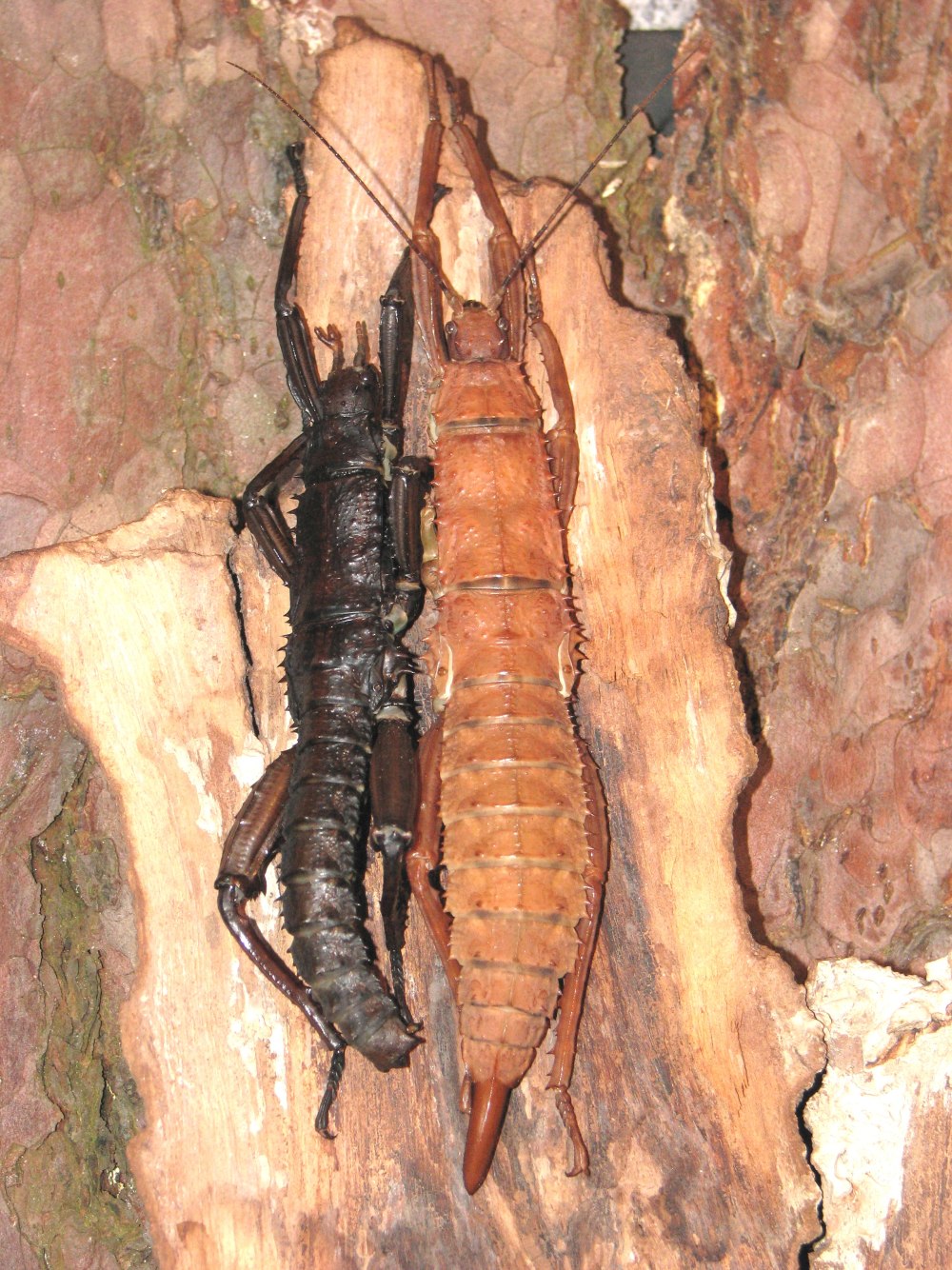 Eurycantha horrida