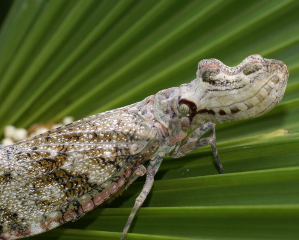 Fulgora laternaria
