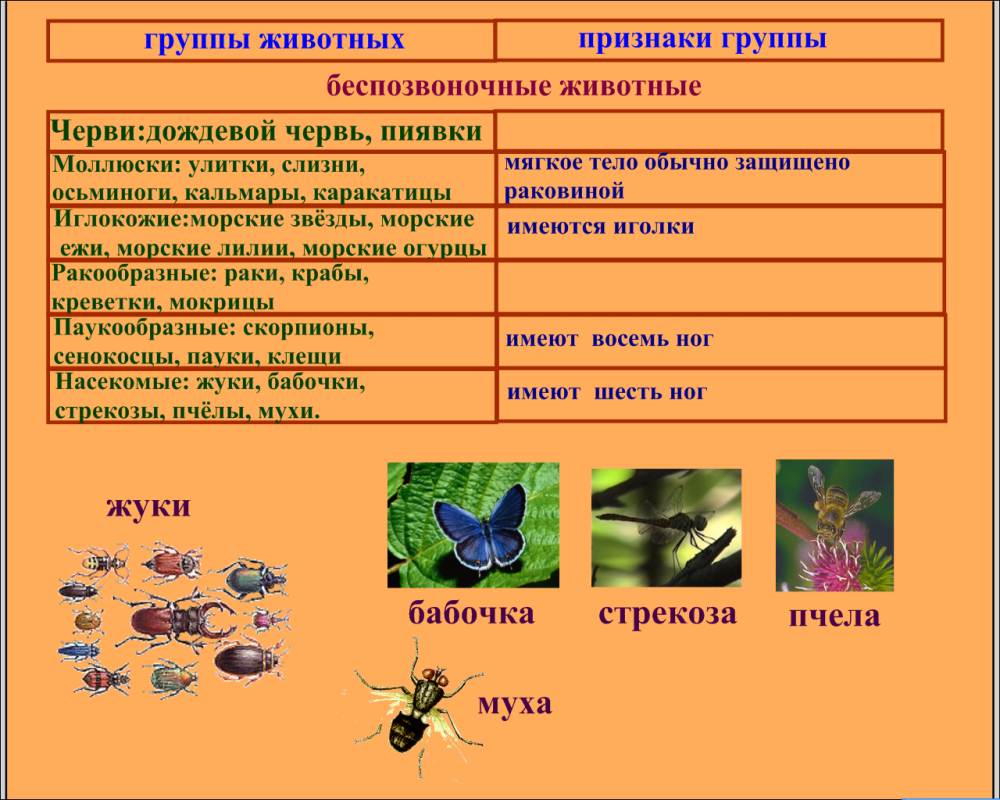 Группы насекомых