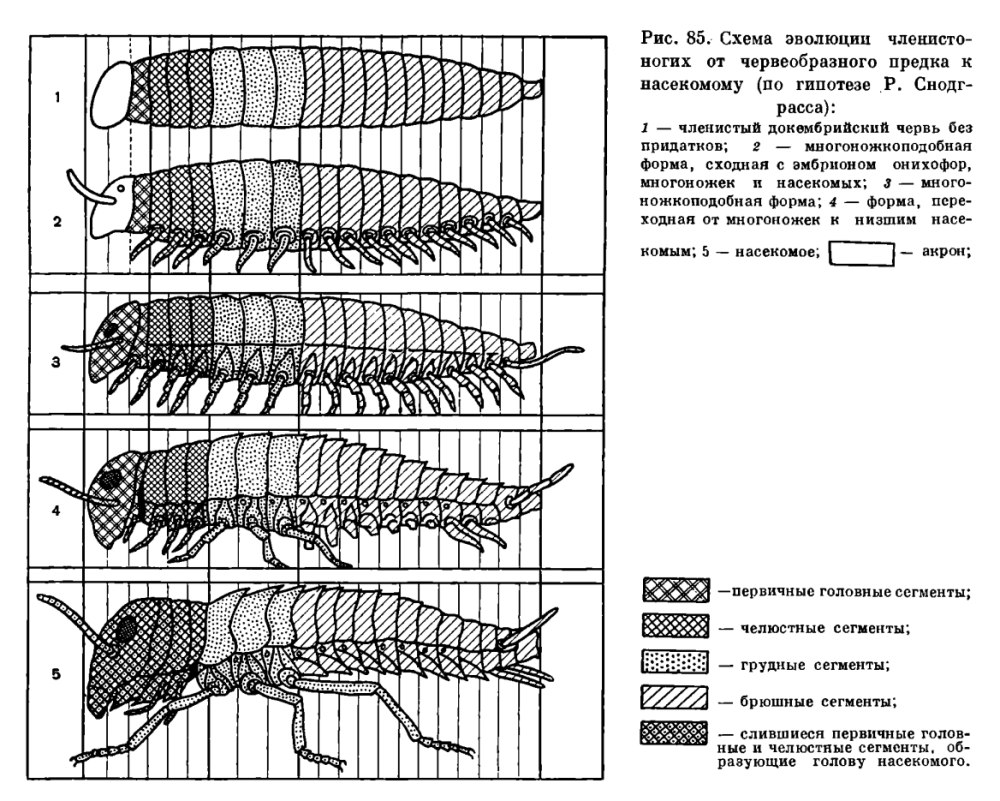 Акрон Членистоногие