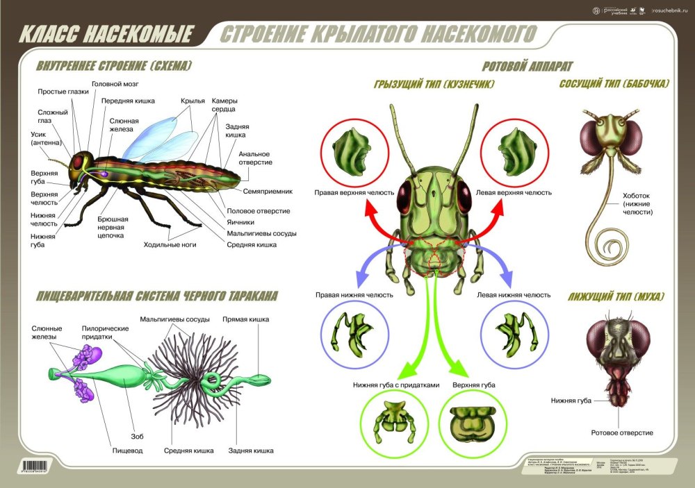 Внутреннее строение насекомых ЕГЭ