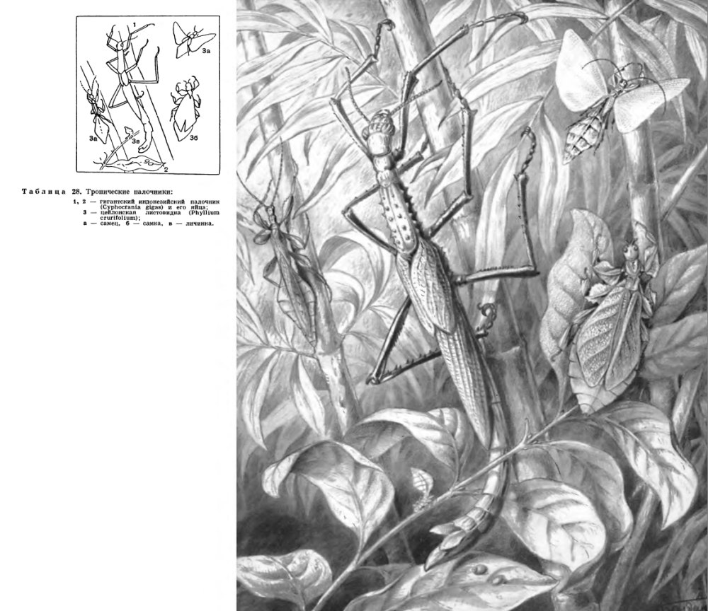 Ortopteroidea plasmida Cyphocrania