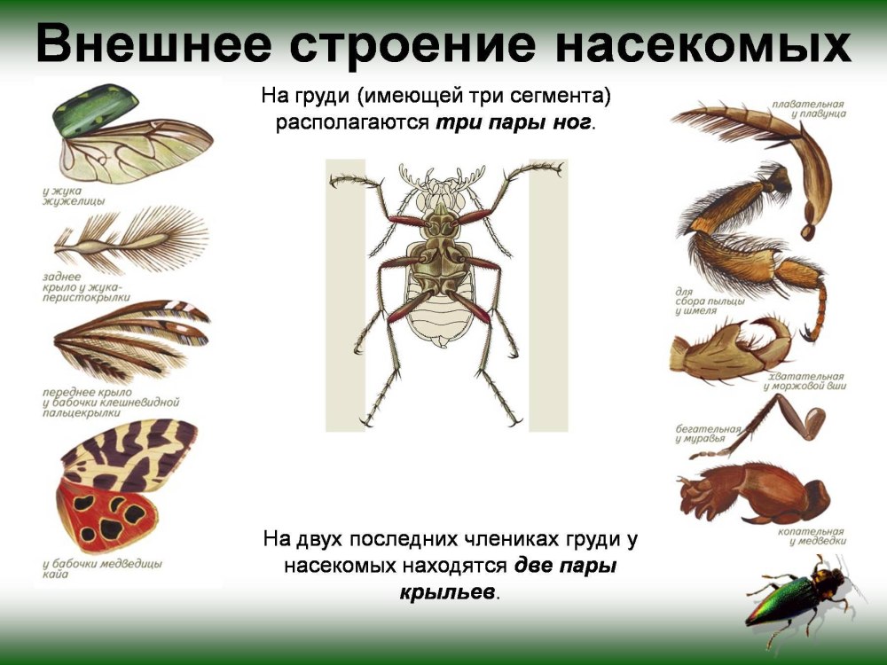 Внешнее строение насекомых 7 класс биология